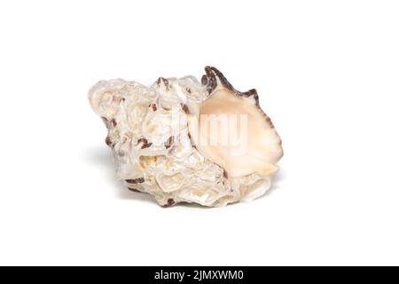 Bild von Reishia bitubercularis Muschelschalen auf weißem Hintergrund. Unterwassertiere. Muscheln. Stockfoto