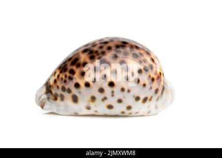 Bild von Tiger-Kaurie (Cypraea tigris) auf weißem Hintergrund. Unterwassertiere. Muscheln. Stockfoto