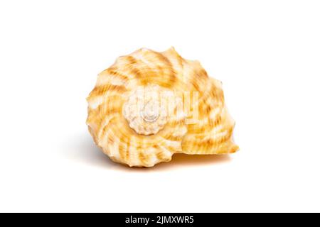 Bild von Muschelrapana rapiformis auf weißem Hintergrund. Unterwassertiere. Muscheln. Stockfoto