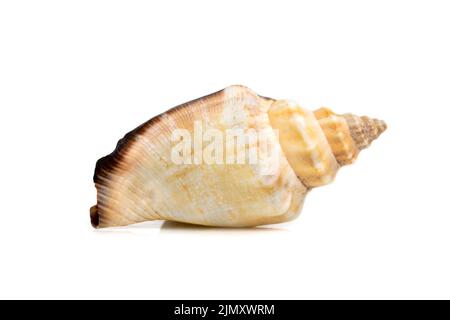 Bild von Meeresmuschel strombus urceus, canarium urceus auf weißem Hintergrund. Muscheln. Unterwassertiere. Stockfoto