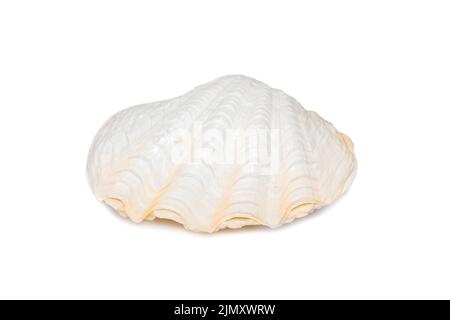 Bild von Muschelmuscheln mit Perlmuscheln auf weißem Hintergrund. Unterwassertiere. Muscheln. Stockfoto