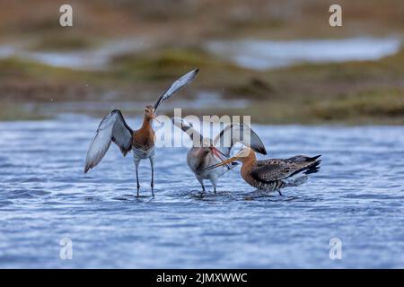 Zwei männliche Schwarzschwanzgottchen kämpfen um die Gunst eines Weibchens Stockfoto