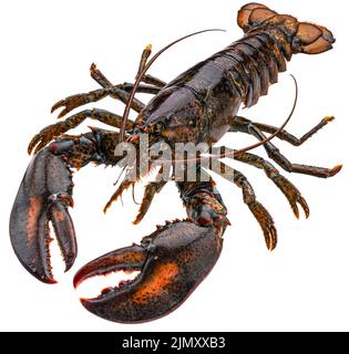 Frischer roher Hummer isoliert auf weißem Hintergrund, volle Schärfentiefe Stockfoto