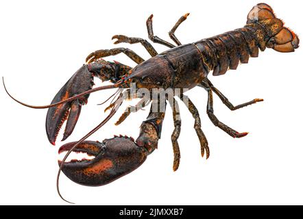 Frischer roher Hummer isoliert auf weißem Hintergrund, volle Schärfentiefe Stockfoto