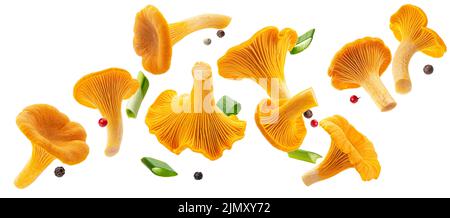 Pfifferlinge auf weißem Hintergrund isoliert Stockfoto