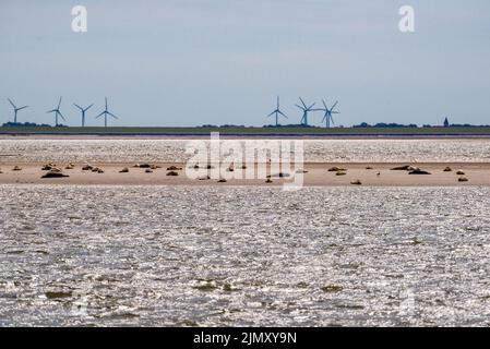 Robben liegen auf einer Sandbank und wärmen sich in der Mittagssonne. Stockfoto