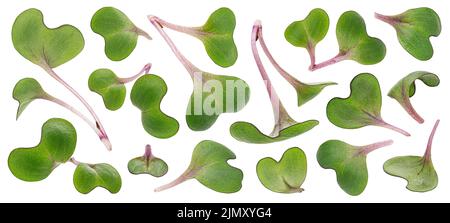 Rettich mikrogrüne Blätter, junge Sprossen isoliert auf weißem Hintergrund Stockfoto