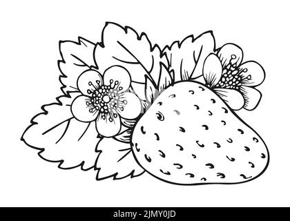 Handgezeichnete Skizze der süßen Erdbeere. Waldbeeren verzweigen. Malbuch Linie Kunst der gesunden frischen Bauernhof Bio-Beerenernte. Blütenbusch mit saftigen Erdbeeren, Blumen und Blättern aus der Nähe Stock Vektor
