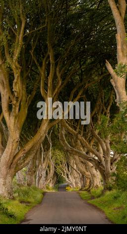 Vertikales Low-Kwy-Panorama der legendären The Dark Hedges in Nordirland Stockfoto