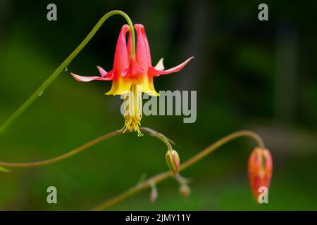 Blühende Karmesinkolumbine (Aquilegia formosa), schöne zweifarbige, rote und gelbe Blume Stockfoto