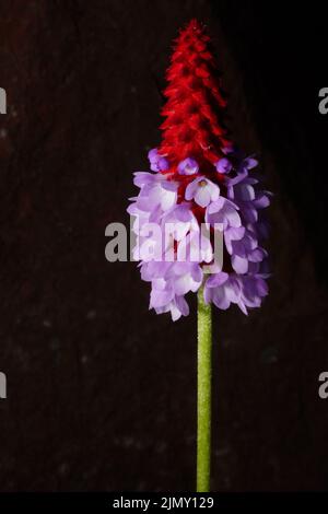 Kultiviertes Exemplar der Primula vialii (Primula vialii), schwarzer Hintergrund Stockfoto