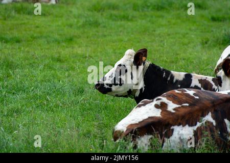 Herde von Kühen, die auf Weiden von grünem Gras, Milch-, Käse- und Fleischproduktion in der Normandie, Frankreich, ruhen Stockfoto