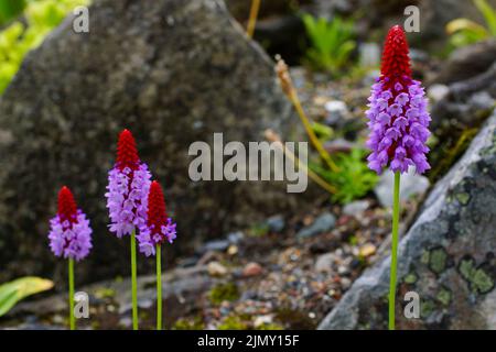 Kultiviertes Exemplar der Primeln-Blüten (Primula vialii) Stockfoto