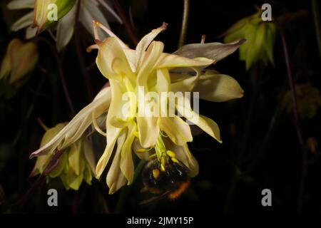 Nahaufnahme der Columbinenblume (Aquilegia ssp.) mit einer bestäubenden Hummel Stockfoto