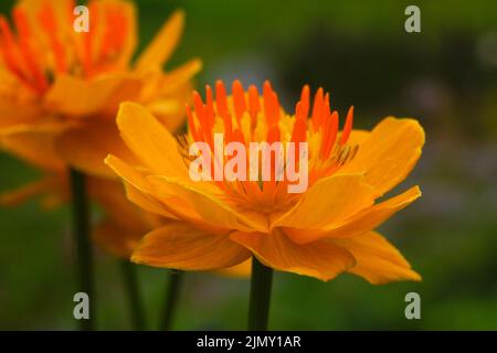 Nahaufnahme der asiatischen Globeflower (Trollius asiaticus), orangefarbene Blüten Stockfoto