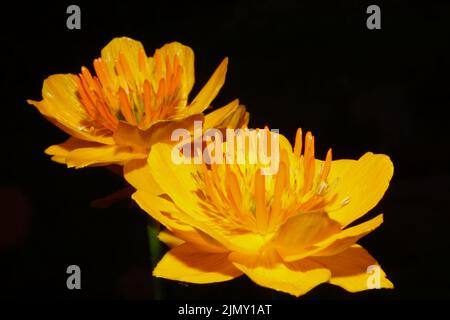 Nahaufnahme der asiatischen Globeflower (Trollius asiaticus), orangefarbene Blüten Stockfoto