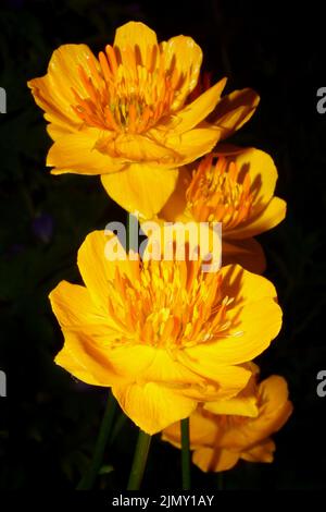 Nahaufnahme der asiatischen Globeflower (Trollius asiaticus), orangefarbene Blüten Stockfoto