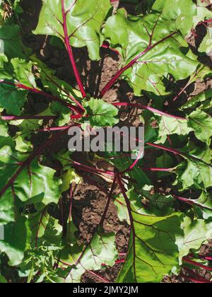 Garten Rüben grüne Blätter Draufsicht close up. Rote Bete wächst vom Boden aus. Selbstgewachsene Rüben auf dem Gartenbett Stockfoto