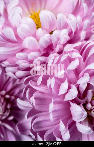 Violette Blütenblätter detailreiche Nahaufnahme