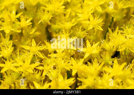 Heilende Pflanze in der Homöopathie gelb St. Johns Würzeblüten, Sedum Acre, oder beißende Steinkrope verwendet, wächst großen Busch auf dem Feld Stockfoto