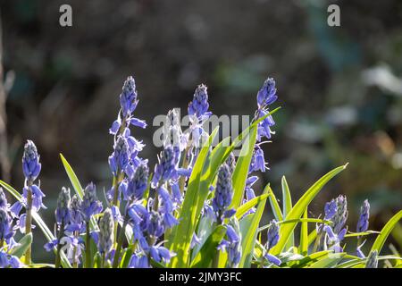 Eine Gruppe von blauen Muscari-Blüten, Traubenhyazinthe, blüht im Frühlingsgarten. Muscari armeniacum wachsen in warmem Sonnenlicht unter Blurr Stockfoto