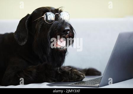 Niedlicher schwarzer Hund in einer Brille, der vor dem Laptop liegt und sich einen Film ansieht Stockfoto