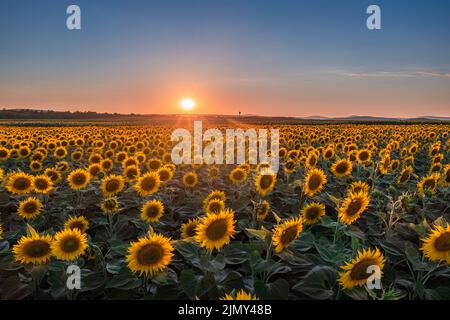 Balatonfuzfo, Ungarn - schöner Sonnenuntergang über einem Sonnenblumenfeld im Sommer mit klarem blauen Himmel am Plattensee. Hintergrund der Landwirtschaft Stockfoto