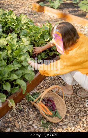 Frau holt Rote Bete aus dem heimischen Garten Stockfoto