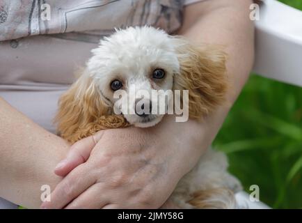 Das Tier ist wie ein Familienmitglied. Ein kleiner Pudel von Aprikosenfarbe ruht in den Armen einer Frau. Stockfoto