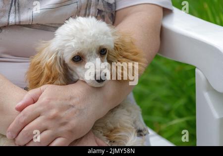 Das Tier ist wie ein Familienmitglied. Ein kleiner Pudel von Aprikosenfarbe ruht in den Armen einer Frau. Stockfoto