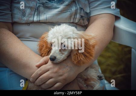 Ein kleiner Pudel von Aprikosenfarbe ruht in den Armen einer Frau. Das Tier ist wie ein Familienmitglied. Stockfoto