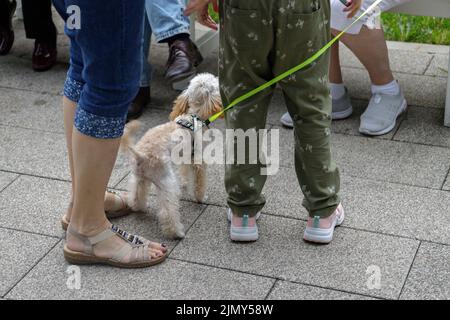 Das Tier ist wie ein Familienmitglied. Flauschiger aprikosenfarbener Pudel auf einem Familienspaziergang. Stockfoto