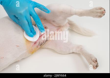 Der Tierarzt behandelt die Naht des Hundes nach einer chirurgischen Operation. Stockfoto