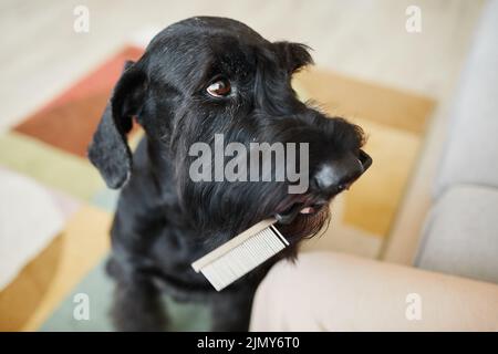 Nahaufnahme eines niedlichen gehorsamen Hundes, der seinem Besitzer Kamm zum Bürsten gibt Stockfoto