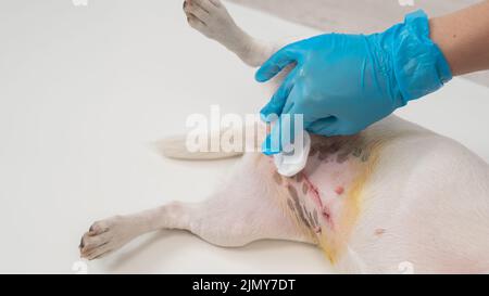 Der Tierarzt behandelt die Naht des Hundes nach einer chirurgischen Operation. Stockfoto