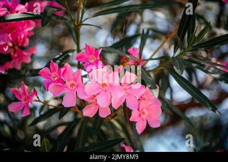 Leuchtend rosa Oleander blüht am blauen Himmel Stockfoto