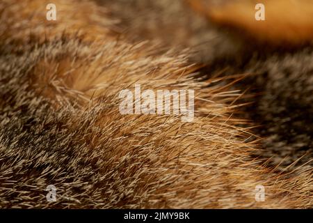 Nahaufnahme eines Pelzmantels Stockfoto