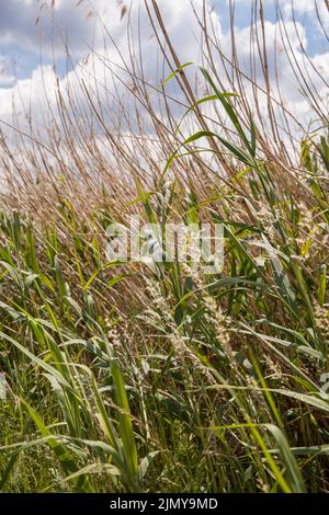 schilf, Gräser und Blumen im Naturschutzgebiet Rieselfelder bei Münster, Europäischem Vogelschutzgebiet auf dem Gebiet eines ehemaligen Bewässerungsgebietes für Abwässern Stockfoto