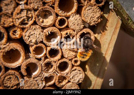 Europäische Obstbiene (Osmia cornuta) in einem Bienenhotel, Deutschland. Gehoerte Mauerbiene (Osmia cornuta) an einem Bienenhotel, Deutschland. Stockfoto