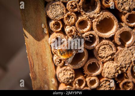 Europäische Obstbiene (Osmia cornuta) in einem Bienenhotel, Deutschland. Gehoerte Mauerbiene (Osmia cornuta) an einem Bienenhotel, Deutschland. Stockfoto