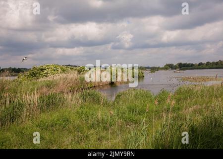 Naturschutzgebiet Rieselfelder bei Münster, Europäisches Vogelschutzgebiet auf dem Gebiet eines ehemaligen Bewässerungsgebietes für Abwasser, Nordrhein-Westfalen, Deutschland Stockfoto