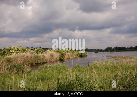 Naturschutzgebiet Rieselfelder bei Münster, Europäisches Vogelschutzgebiet auf dem Gebiet eines ehemaligen Bewässerungsgebietes für Abwasser, Nordrhein-Westfalen, Deutschland Stockfoto