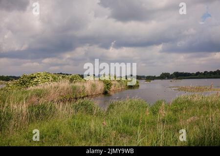 Naturschutzgebiet Rieselfelder bei Münster, Europäisches Vogelschutzgebiet auf dem Gebiet eines ehemaligen Bewässerungsgebietes für Abwasser, Nordrhein-Westfalen, Deutschland Stockfoto