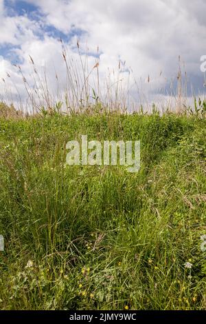 schilf, Gräser und Blumen im Naturschutzgebiet Rieselfelder bei Münster, Europäischem Vogelschutzgebiet auf dem Gebiet eines ehemaligen Bewässerungsgebietes für Abwässern Stockfoto