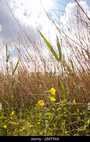 schilf, Gräser und Blumen im Naturschutzgebiet Rieselfelder bei Münster, Europäischem Vogelschutzgebiet auf dem Gebiet eines ehemaligen Bewässerungsgebietes für Abwässern Stockfoto