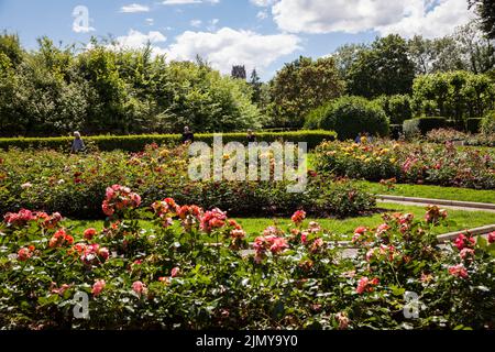 Der Rosengarten von Fort X, ein Teil des ehemaligen inneren Festungsrings, im Hintergrund die Agnes-Kirche, Köln, Deutschland. Der Rosengarten am Fort X, Stockfoto