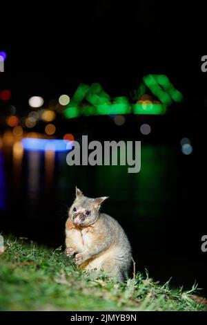 Buschschwanziger Possum (Trichosurus vulpecula), der in den Botanischen Gärten von Brisbane City ausrangierte Früchte ernährt. Dieses große Männchen hatte einen ausgeprägten Skarrin Stockfoto