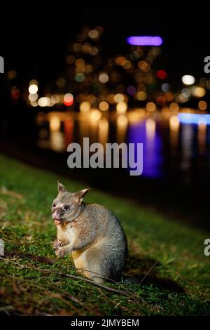 Buschschwanziger Possum (Trichosurus vulpecula), der in den Botanischen Gärten von Brisbane City ausrangierte Früchte ernährt. Dieses große Männchen hatte einen ausgeprägten Skarrin Stockfoto