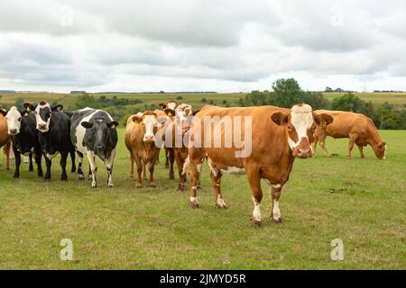 Selektiver Fokus einer braunen und weißen Kuh, die auf einer Sommerweide nach vorne zeigt, während andere Kühe im Hintergrund auf sie schauen. North Yorkshire, Großbritannien. Horizont Stockfoto