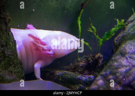 Axolotl schwimmt in einem Fluss. Nahaufnahme Stockfoto